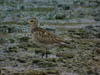 Pacific Golden Plover from Malim Nawar