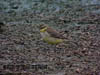 Yellow Wagtail from Malim Nawar