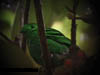 Green Broadbill near Sg Relau