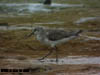 ?Broad-billed Sandpiper, Parit Jawa