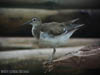 Common Sandpiper, Parit Jawa