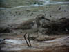 ?Lesser Sand Plover