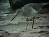 Common Redshank
