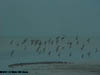 Flying flock of mostly black-tailed godwit