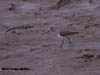 Terek Sandpiper
