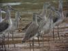 Group of  Black-tailed Godwit at Parit Jawa