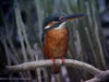 Common Kingfisher