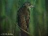 Oriental Reed Warbler at Batang Tiga.