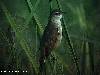 Oriental Reed Warbler at Batang Tiga.