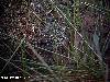 Slaty-breasted Rail at Batang Tiga.
