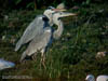 Double vision Grey Heron