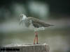 Common Redshank at Parit Jawa