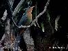 Red-billed Malkoha near Kuala Juram