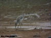 Asiatic Dowitcher