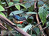 Buff-bellied Flowerpecker, Fraser Hill