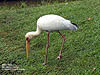 Milky Stork, stray bird from Taiping Zoo