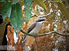 Large Wood Shrike, Burmese pool Taiping