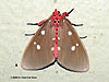 Unidentified moth, Maxwell Hill