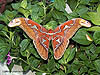 Atlas moth, Maxwell Hill