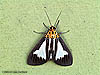Unidentified moth, Maxwell Hill