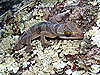 Unidentified gecko, Maxwell Hill