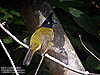 Black-crested Bulbul, Fraser Hill