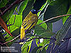 Black-headed Bulbul, Fraser Hill