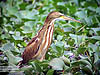 Yellow Bittern, Bidor