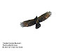 Migrating Crested Honey Buzzard, Tanjung Tuan
