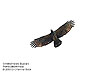 Migrating Crested Honey Buzzard, Tanjung Tuan