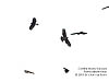 Migrating Crested Honey Buzzard, Tanjung Tuan