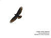 Migrating Crested Honey Buzzard, Tanjung Tuan
