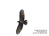 Migrating Crested Honey Buzzard, Tanjung Tuan