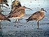 Whimbrel, Kapar Power Station