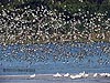 Flying waders, Kapar Power Station