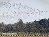 Flying waders, Kapar Power Station