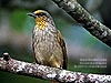 Stripe-throated Bulbul, FRIM KL