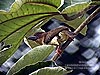 Brown Barbet, FRIM KL