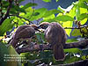 Straw-headed Bulbul, FRIM KL