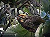 Straw-headed Bulbul, FRIM KL