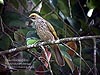 Straw-headed Bulbul, FRIM KL