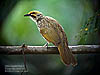 Straw-headed Bulbul, FRIM KL