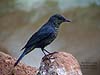 Blue Rock Thrush, Kek Look Tong, Ipoh