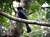 Drongo Cuckoo, Kek Look Tong, Ipoh