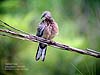 Spotted Dove, Kek Look Tong, Ipoh