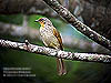 Stripe-throated Bulbul, FRIM KL