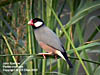 Java Sparrow at Gunung Lang