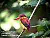 Rufous-backed Kingfisher at Kuala Gandah