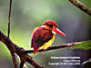 Rufous-backed Kingfisher at Kuala Gandah