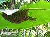 Nest of Long-billed Spiderhunter at Kuala Gandah